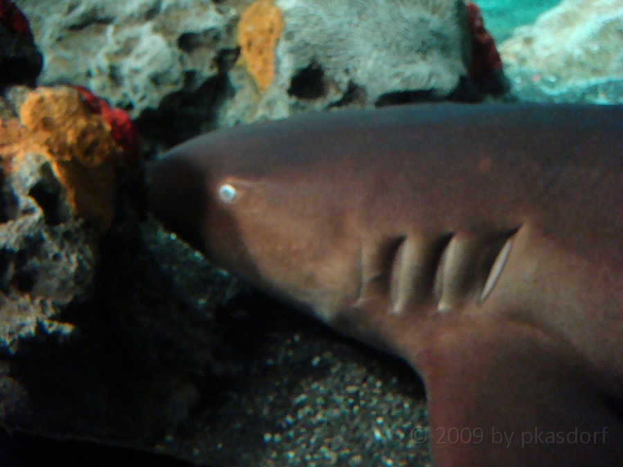 Baltimore [2009 July 02] 267.JPG - Scenes from Baltimore's Inner Harbor.